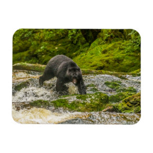 Magnet Flexible Pêche à l'ours noir   Qua Creek Colombie-Britanniq