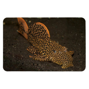 Magnet Flexible Peckoltia Compta