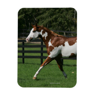 Magnet Flexible Peignez le cheval courant 1