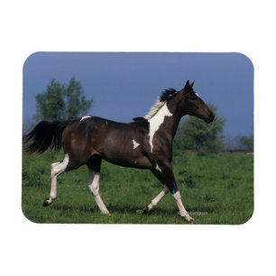 Magnet Flexible Peignez le cheval courant 2