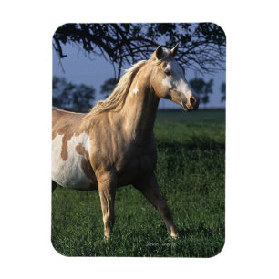 Magnet Flexible Peignez le cheval tenant 2
