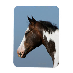 Magnet Flexible Peignez le Headshot 1 de cheval