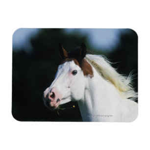 Magnet Flexible Peignez le Headshot 3 de cheval