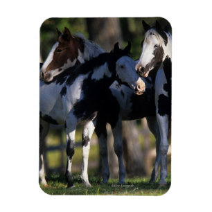Magnet Flexible Peignez les chevaux