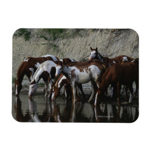 Magnet Flexible Peinture Chevaux Boire