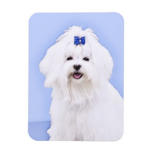 Magnet Flexible Peinture maltaise - Un joli art original du chien
