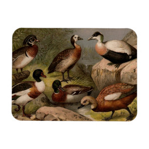 Magnet Flexible Peinture vintage colorée de canards