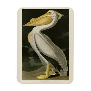Magnet Flexible Pélican blanc américain, les oiseaux d'Amérique d'