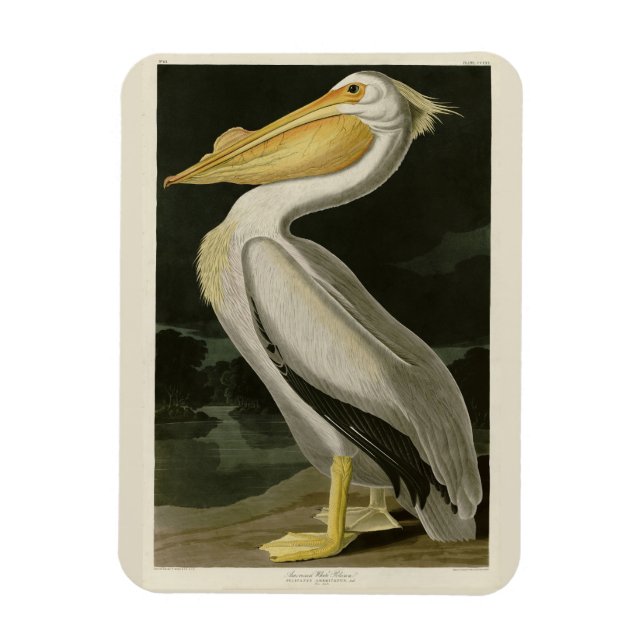 Magnet Flexible Pélican blanc américain, les oiseaux d'Amérique d' (Vertical)