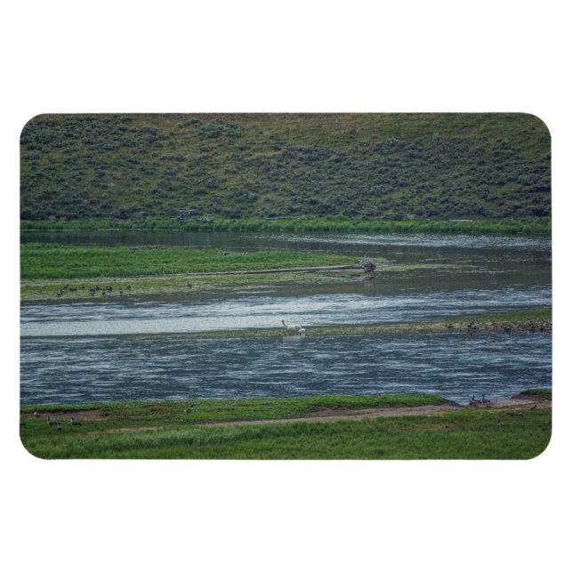 Magnet Flexible Pélicans rejoignez l'Oie (Horizontal)