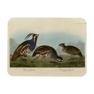 Magnet Flexible Perdrix en peluche et à pattes épaisses - Audubon'