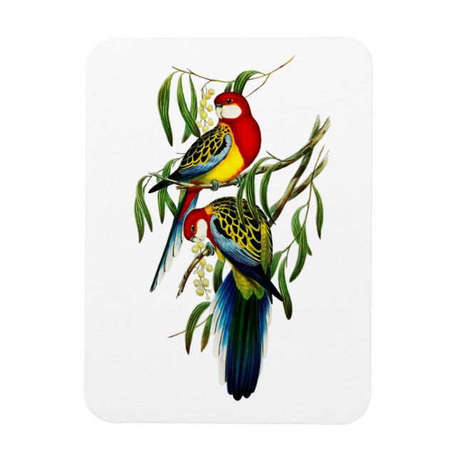 Magnet Flexible Perruche de Rosehill Parrot Australie (Vertical)