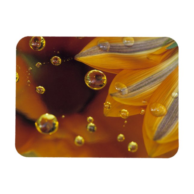 Magnet Flexible Pétales sur une surface réfléchissante Mylar avec  (Horizontal)