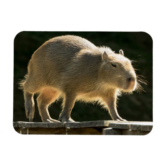 Magnet Flexible Petit aimant Capybara (Horizontal)