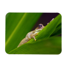 Petit aimant de grenouille
