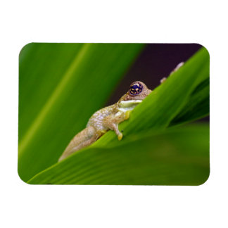 Magnet Flexible Petit aimant de grenouille