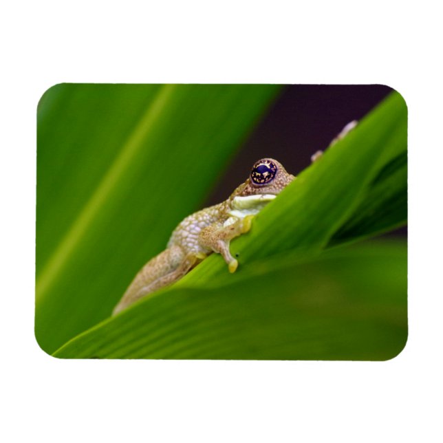 Magnet Flexible Petit aimant de grenouille (Horizontal)