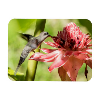 Magnet Flexible Petit aimant Hermite à barbe blanche