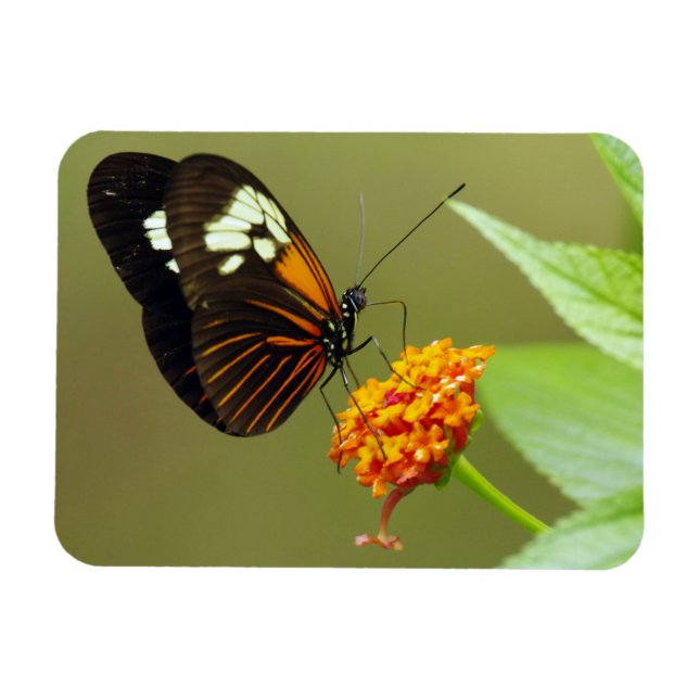 Magnet Flexible Petit aimant papillon (Horizontal)