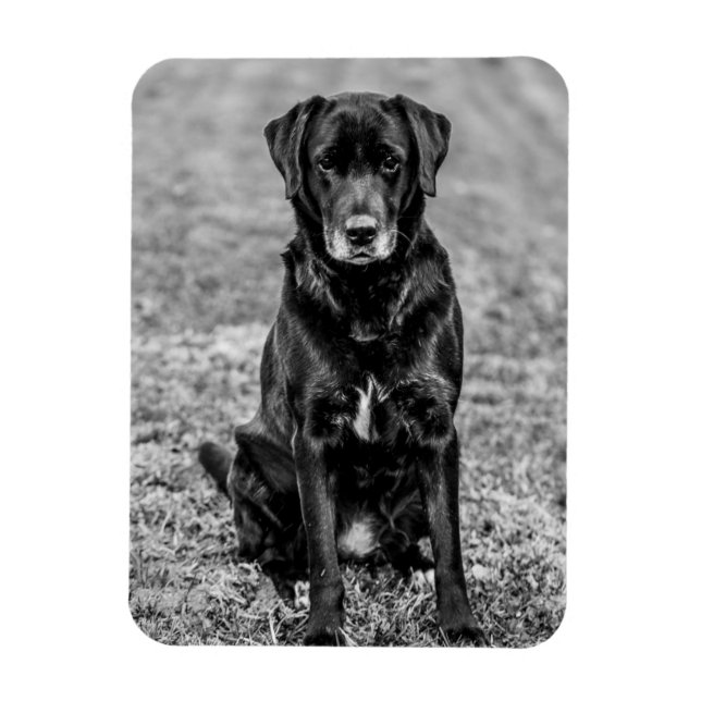 Magnet Flexible Petit animal de compagnie de Chien Noir du Labrado (Vertical)