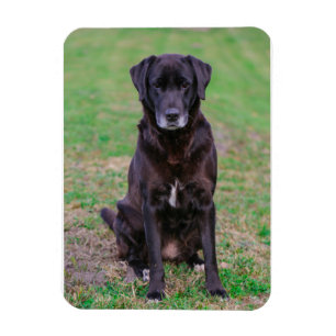 Magnet Flexible Petit animal de compagnie de Chien Noir du Labrado