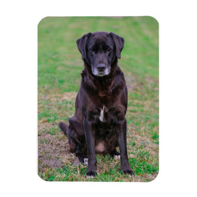 Magnet Flexible Petit animal de compagnie de Chien Noir du Labrado (Vertical)
