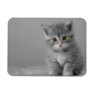 Magnet Flexible Petit chaton doux