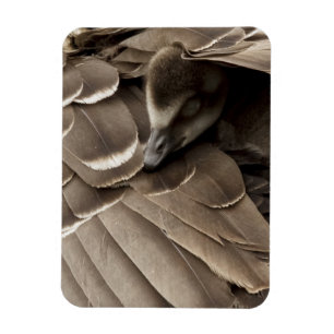 Magnet Flexible Petit Gosling sous l'aile de la maman