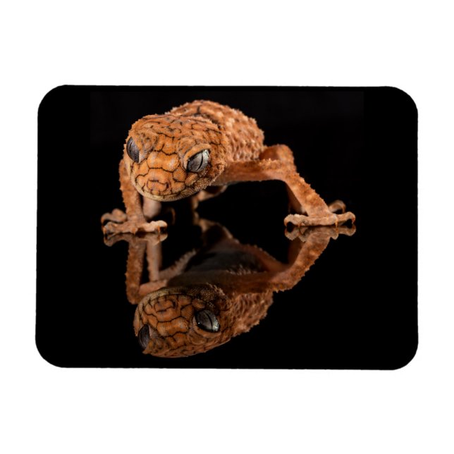 Magnet Flexible Petit lizard mou Reptile avec réflexion (Horizontal)