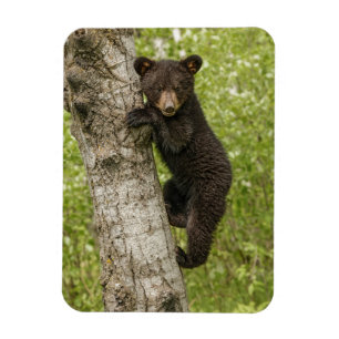 Magnet Flexible Petit Ours noir dans l'arbre