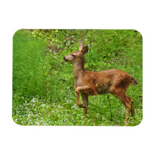 Magnet Flexible Petit Roi/Reine des Fawns