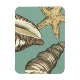 Magnet Flexible Petit trio de Shell sur Teal