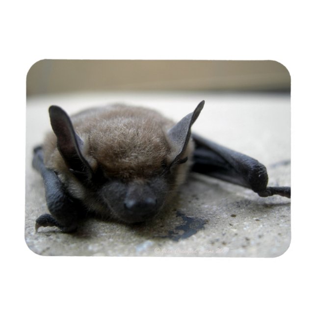 Magnet Flexible Petite chauve-souris brune (Myotis lucifugus) (Horizontal)