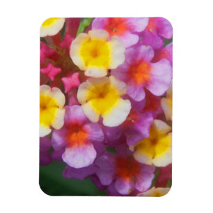 Magnet Flexible Petites fleurs tropicales roses et violettes jaune