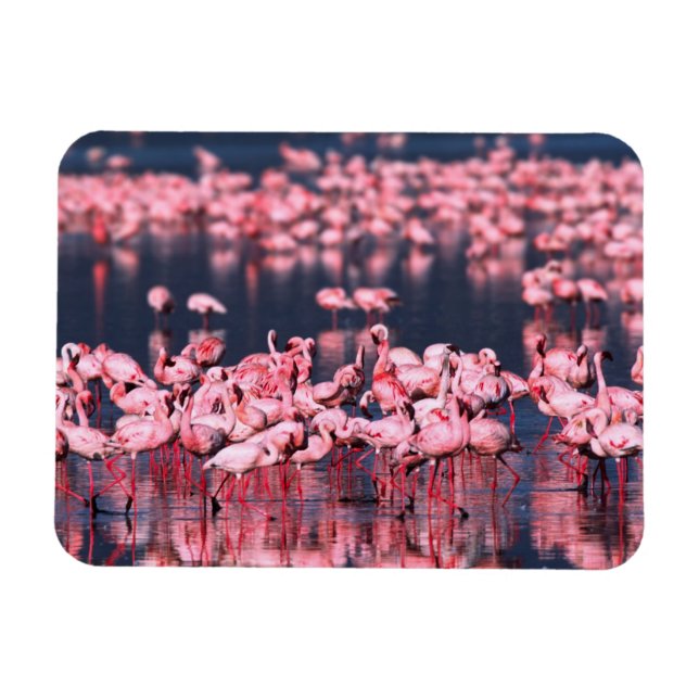 Magnet Flexible Petits Flamants (Phoeniconaias minor), Afrique, (Horizontal)