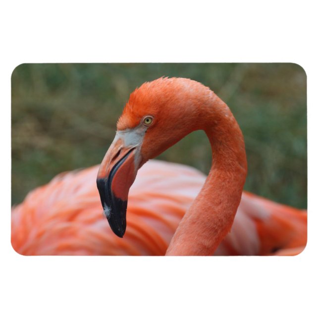 Magnet Flexible Phoenicopterus ruber (Horizontal)