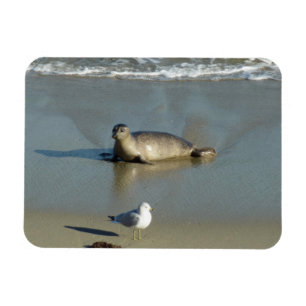 Magnet Flexible Phoque du port à La Jolla en Californie