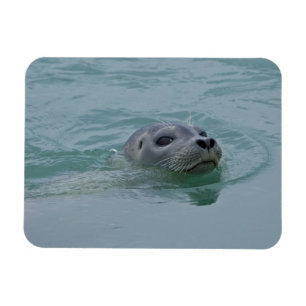 Magnet Flexible Phoque marin nageant dans le lac glaciaire Jokulsa