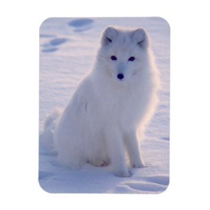 Magnet Flexible Photo Arctic Winter Fox conçue