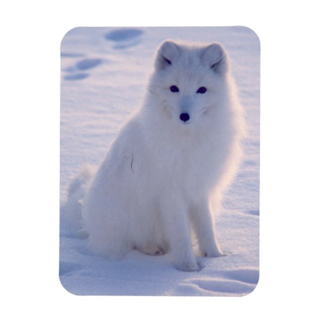 Magnet Flexible Photo Arctic Winter Fox conçue (Vertical)