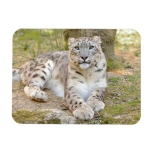 Magnet flexible Photo chat léopard des neiges, an