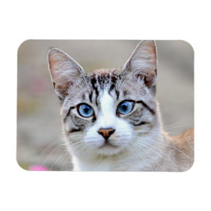 Magnet flexible Photo chat rue animal, animaux.