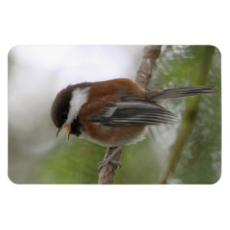 Magnet Flexible Photo de bébé poulet