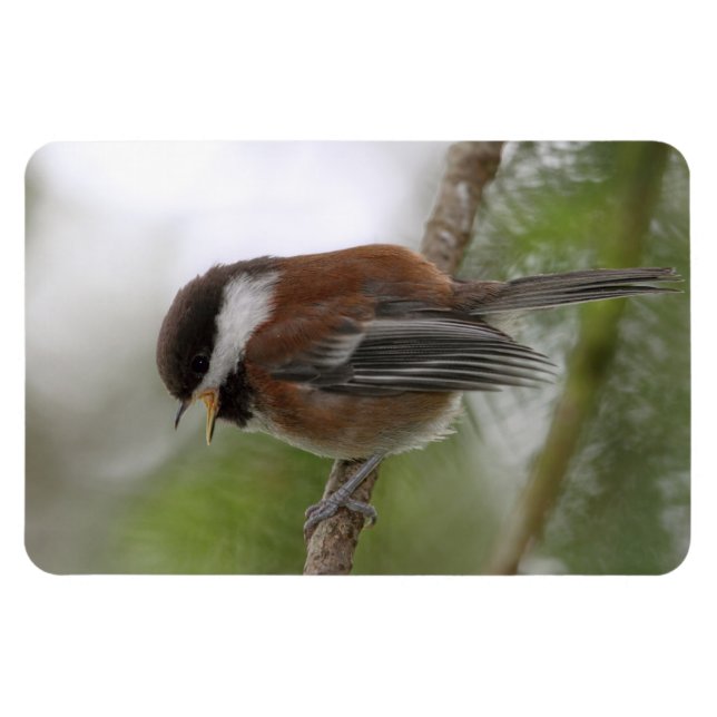 Magnet Flexible Photo de bébé poulet (Horizontal)