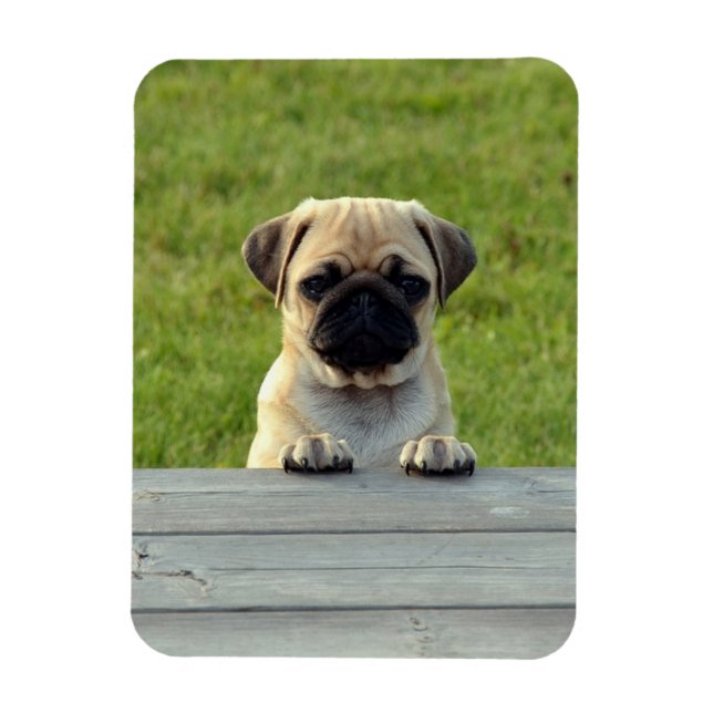 Magnet Flexible Photo de chiot Pug (Vertical)