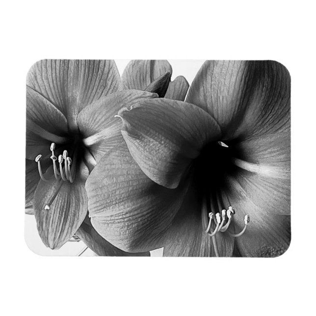 Magnet Flexible Photo de deux fleurs d'Amaryllis (Horizontal)