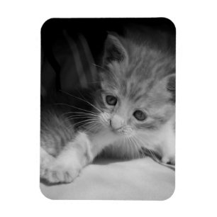 Magnet Flexible Photo de Kitten noir et blanc