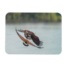 Photo de la faune de l'aigle à tête blanche et de