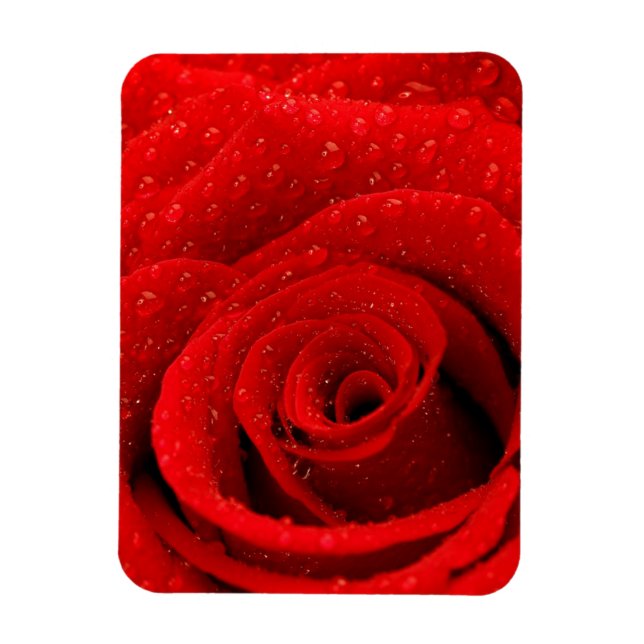 Magnet Flexible Photo de Red Rose Arrière - plan (Vertical)
