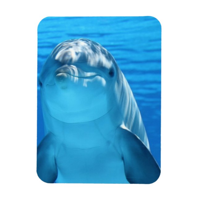 Magnet Flexible Photo Dolphin conviviale (Vertical)